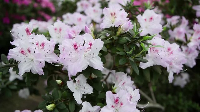 Small White Flowers Azaleas Gently Swaying in Wind Close up