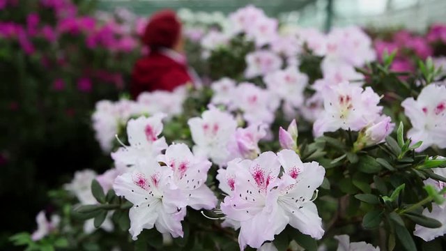 Older Women Looking For Odor of White Azalea Flowers in Greenhouses and Leave