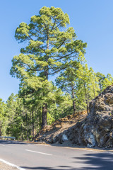 Сосна у горной дороги