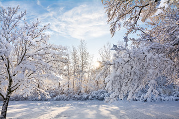 Fototapeta na wymiar Snowy Winter Sunrise Scene
