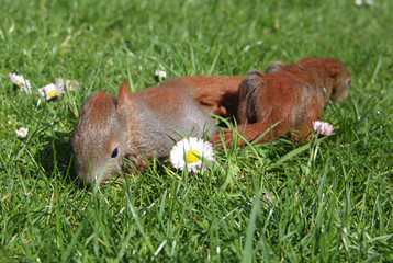 junge Eichhörnchen