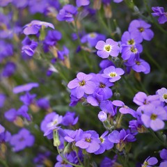 Beautiful flowering small purple flowers