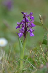 Orchis bouffon (Anacamptis morio)