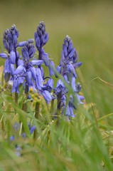 Jacinthe (Hyacinthus sp.)