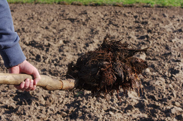 Manure on a shovel against the earth. Agricultural spring works
