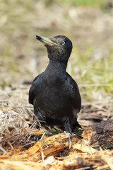 black woodpecker zhelnov in a forest glade busy search for food in old tree