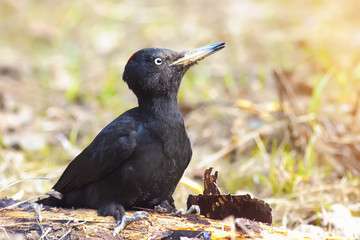 bird black woodpecker on a meadow looking for insects on a Sunny day