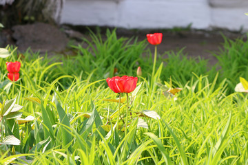 Тюльпаны растущие в парке 