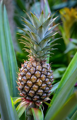 Fototapeta premium Pineapple plant
