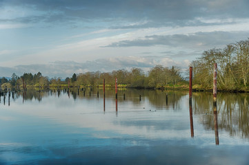
Pilings in the Lewis and Clark river at Netul landing that were part of a logging industry