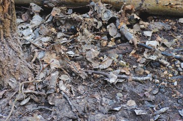 Dry leaves in the forest. Forward spring.