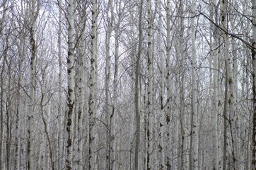 Obraz premium Poplar tree forest in mud season.