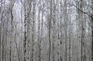 Poplar tree forest in mud season.