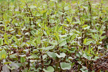 Зеленая трава и цветы растут в парке