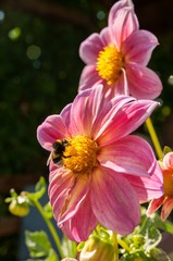 Bumblebee on a red flower
