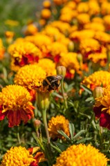A bee pollinating orange flowers