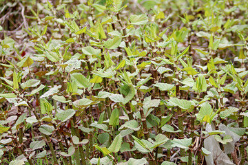 Зеленая трава и цветы растут в парке
