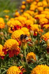 A bee pollinating orange flowers