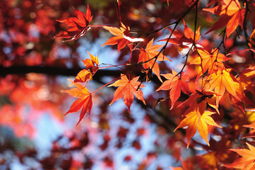 Red Maple Leaves