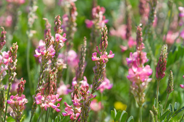Armenia, flowers in the field
