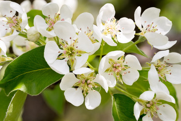 Nice Pear Tree Flowers