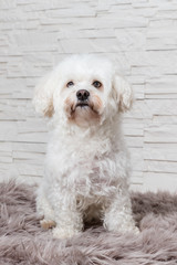 Portrait Malteser Hund