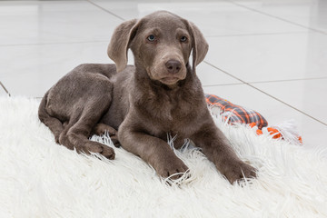 Labradorwelpe auf Kuscheldecke