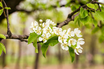 Nice Pear Tree Flowers