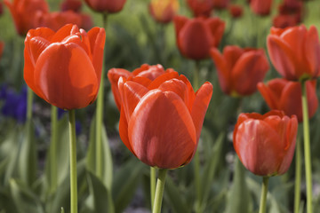 Fototapeta premium Red Tulip Under the Sun