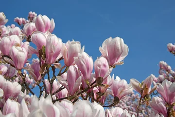 Photo sur Plexiglas Magnolia Magnolias, Magnolia