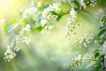 Obraz premium Spring blossom nature background. Blooming tree 