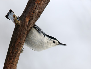White breasted Nuthatch (Sitta carolinensis) clinging to a tree branch