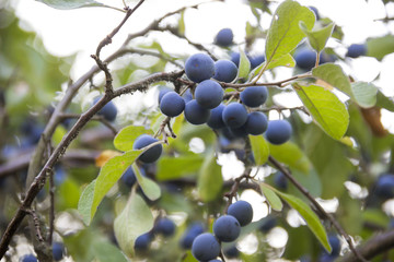 blackthorn (prunus spinosa)