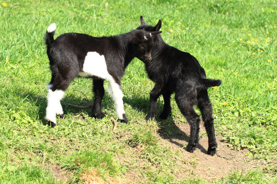 black goat babies in the grass