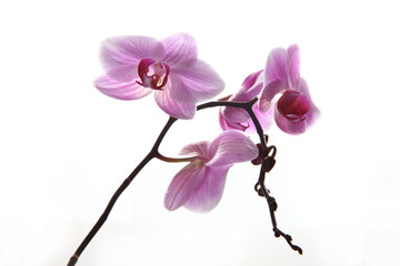 orchid on a white background/ orchid on a white background