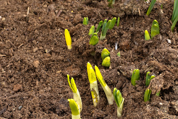 Neue Tulpensprösslinge