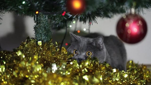 British Cat With Big Eyes Hunts Under The Christmas Tree.