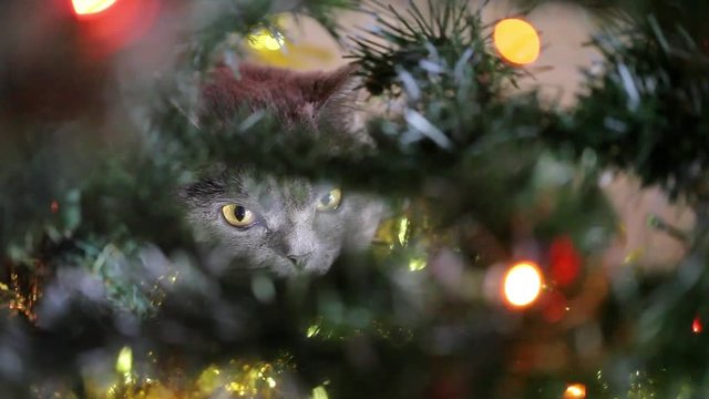 British Cat Lying Under The Christmas Tree. Shot Through The Christmas Tree. Fairy Lights Background.