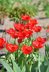 Fototapeta na wymiar red tulips in garden