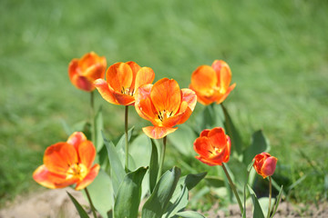 Fototapeta premium red and yellow tulips in garden