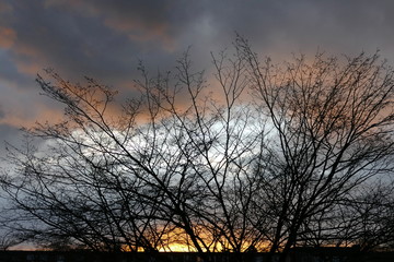 Sonnenuntergang mit Baum im Vordergrund