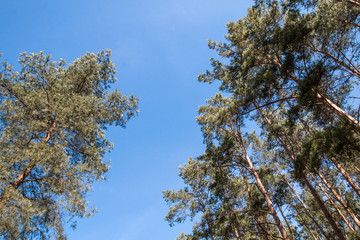 Branches of trees on the tips