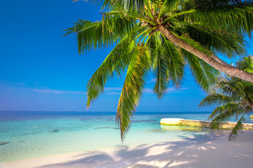 Tropical island sandy beach, palm trees and overwater bungalow on Maldives
