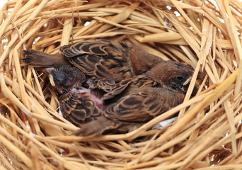 Sparrow chicks waiting to be fed.