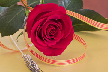 Rosa roja con espiga y bandera de Catalunya el dia de Sant Jordi