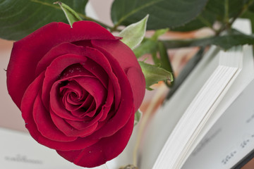 Flor rosa roja junto a libro