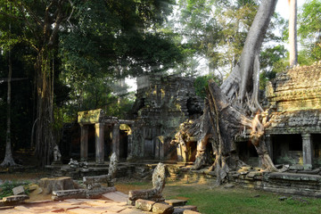 old banyan tree growing in the ancient ruin of Ta Phrom temple, Angkor Wat, Cambodia, Siem Reap