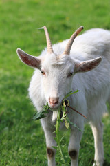 white goat in the green grass..
