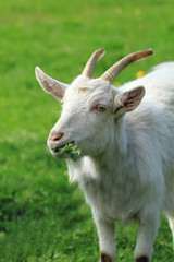 white goat in the green grass..