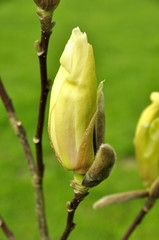 Magnolia Yellow Lantern , fleur jaune 